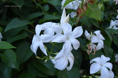 Mandevilla laxa