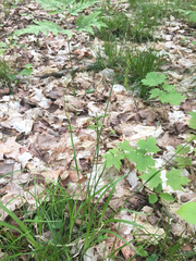 Carex castanea
