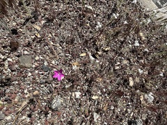 Saltugilia splendens