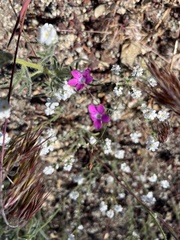 Saltugilia splendens