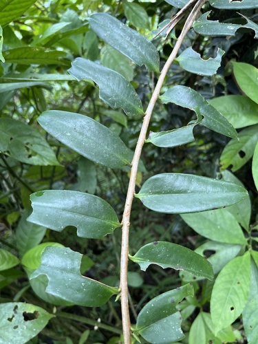 Shingleplant (Marcgravia sintenisii)