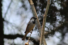 Passer domesticus