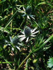Eryngium heterophyllum