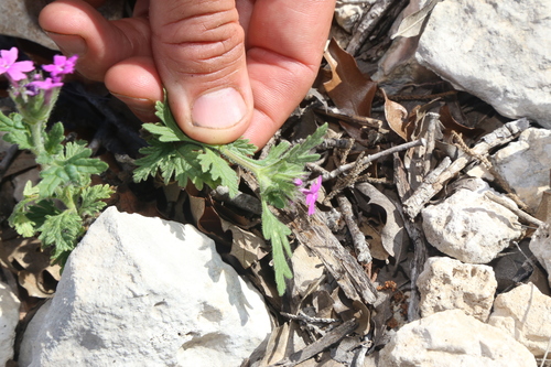Image of Glandularia tumidula by (c) Reid Hardin, some rights reserved (CC BY)