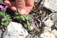 Glandularia tumidula