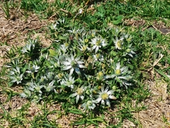 Eryngium heterophyllum