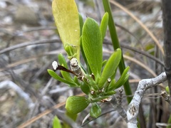 Borrichia arborescens