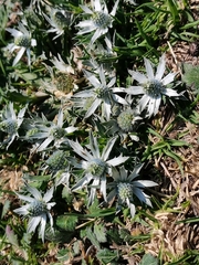 Eryngium heterophyllum