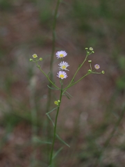 Erigeron strigosus strigosus