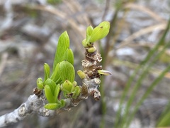 Borrichia arborescens