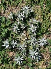 Eryngium heterophyllum