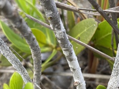 Borrichia arborescens