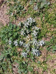 Eryngium heterophyllum