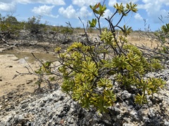 Borrichia arborescens