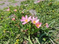 Zephyranthes fosteri
