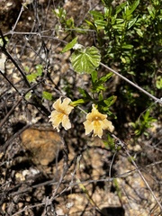Diplacus grandiflorus