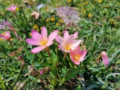 Zephyranthes fosteri