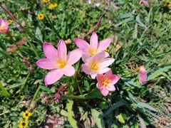 Zephyranthes fosteri