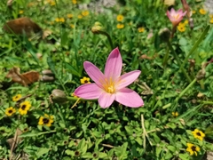 Zephyranthes fosteri