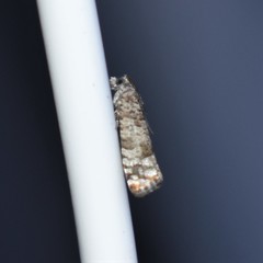 Retinia gemistrigulana