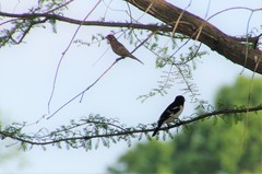 Pheucticus ludovicianus