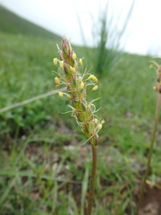 Plantago alpina
