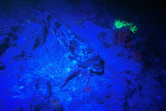 Leiocottus hirundo