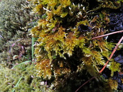 Homalothecium aureum