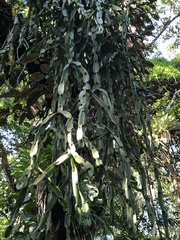Rhipsalis paradoxa