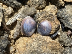 Polymesoda floridana