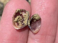 Polymesoda floridana