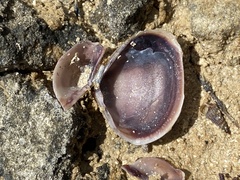 Polymesoda floridana