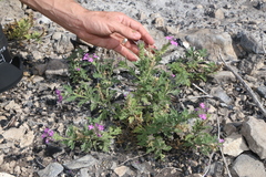 Glandularia tumidula