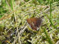Callophrys mossii