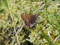 Callophrys mossii