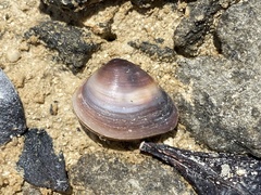 Polymesoda floridana