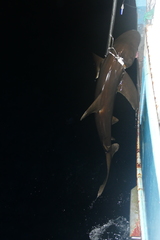 Carcharhinus longimanus