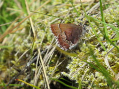 Callophrys mossii