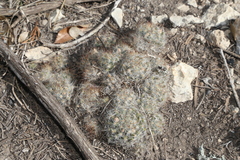 Mammillaria prolifera