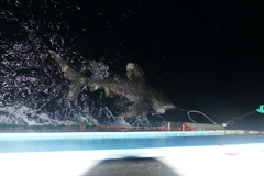 Carcharhinus longimanus