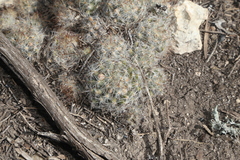 Mammillaria prolifera