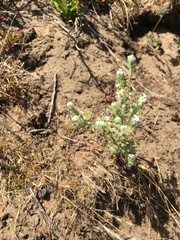 Cryptantha leiocarpa