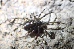 Steatoda truncata