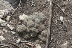 Mammillaria prolifera