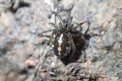 Steatoda truncata