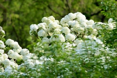 Viburnum macrocephalum