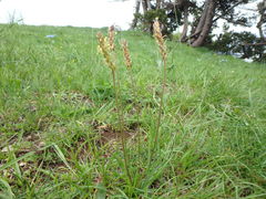 Plantago alpina
