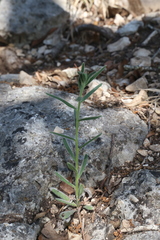 Lithospermum mirabile