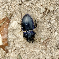 Pasimachus sublaevis