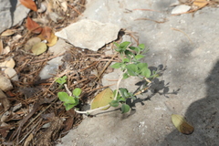 Carlowrightia torreyana